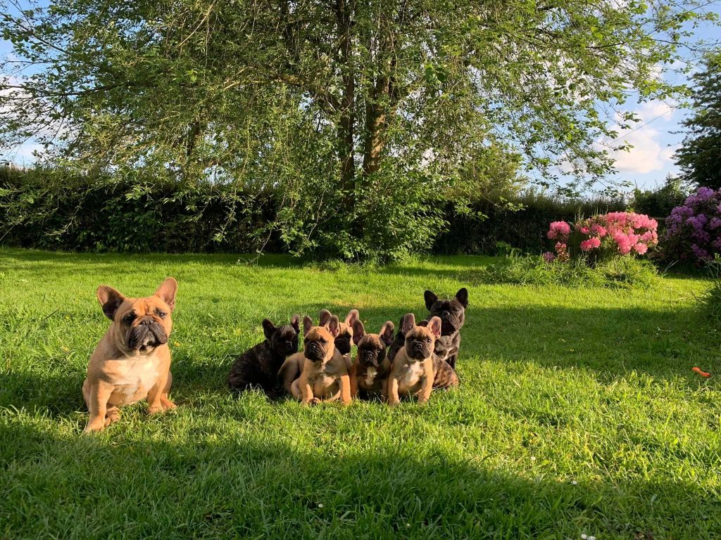 chiot Bouledogue français De La Longère Du Geai Normand