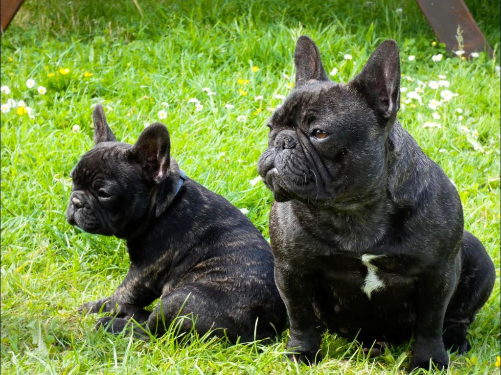 Foreverose Of Narco Tosca