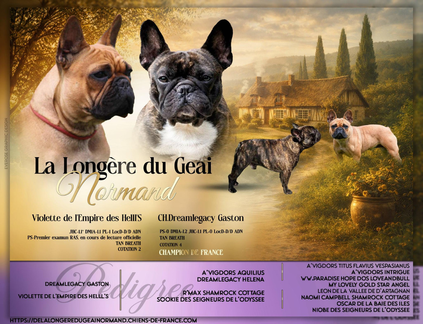 Chiot Bouledogue français De La Longère Du Geai Normand