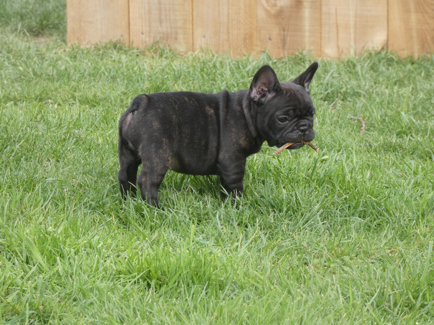 De La Longère Du Geai Normand - Chiots disponibles - Bouledogue français