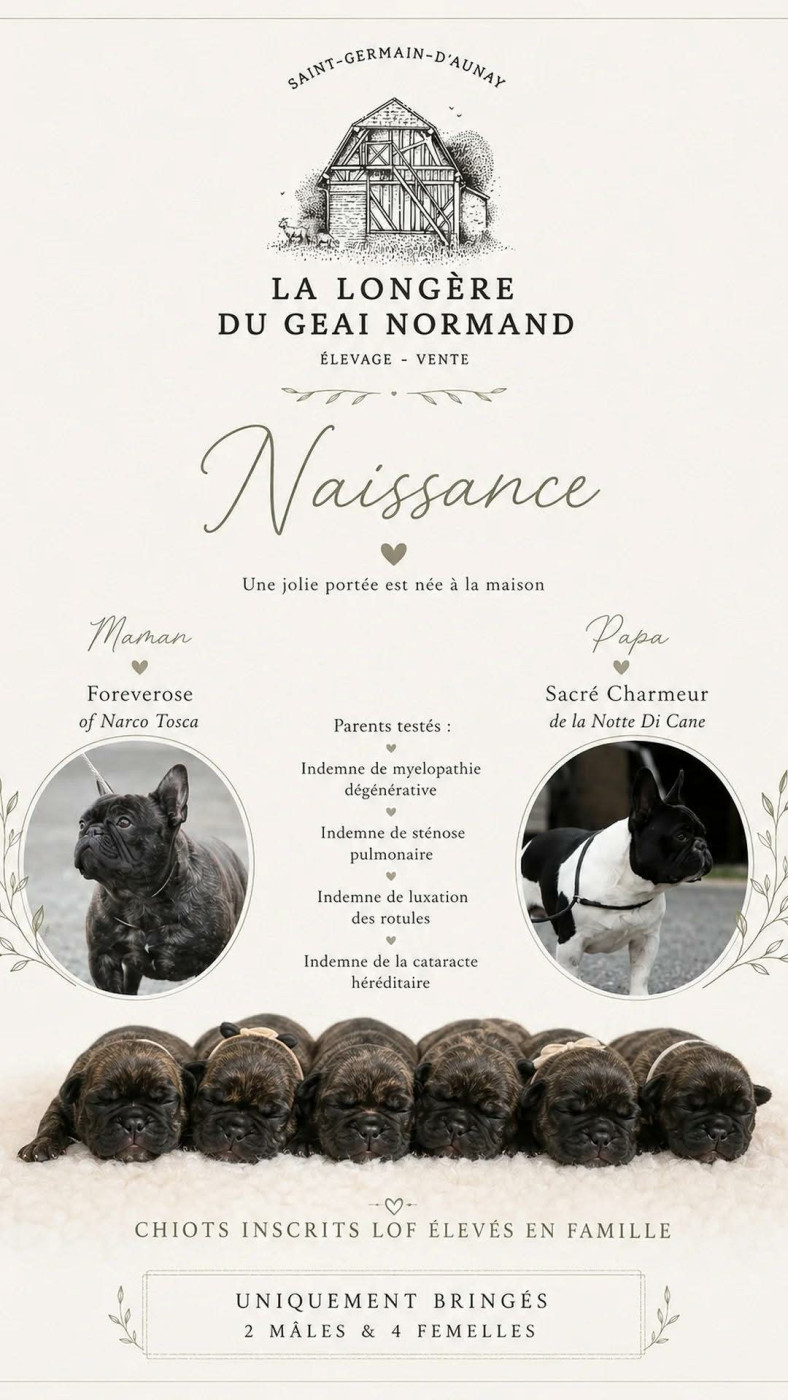 Chiot Bouledogue français De La Longère Du Geai Normand