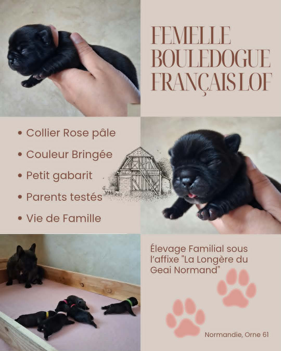 De La Longère Du Geai Normand - Chiots disponibles - Bouledogue français