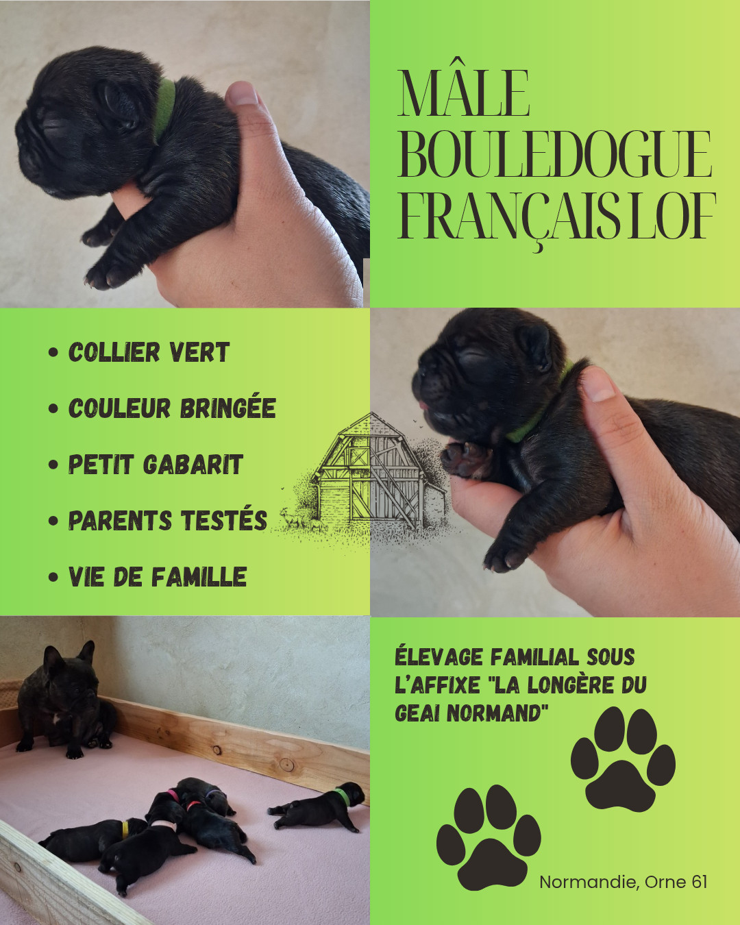 De La Longère Du Geai Normand - Chiots disponibles - Bouledogue français