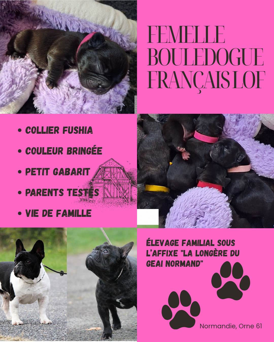 De La Longère Du Geai Normand - Chiots disponibles - Bouledogue français