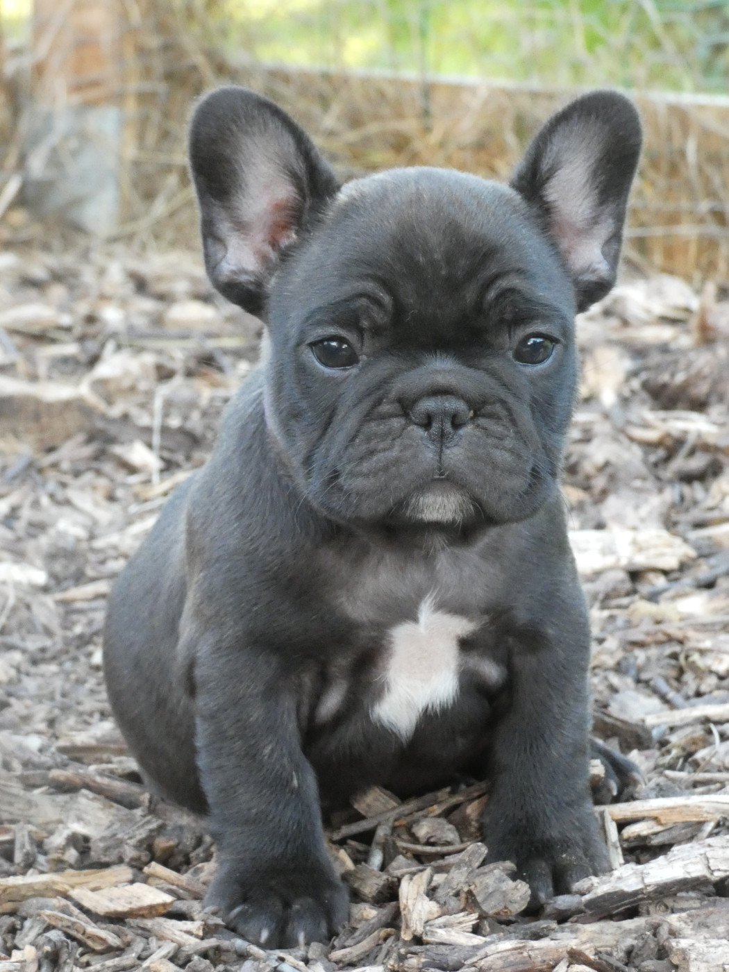 De La Longère Du Geai Normand - Chiots disponibles - Bouledogue français