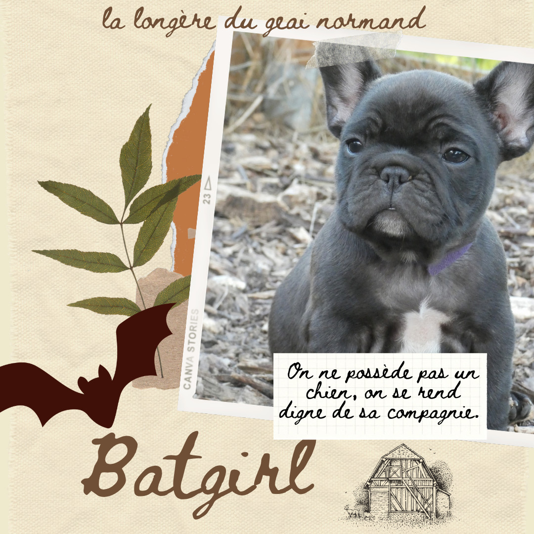 De La Longère Du Geai Normand - Chiots disponibles - Bouledogue français