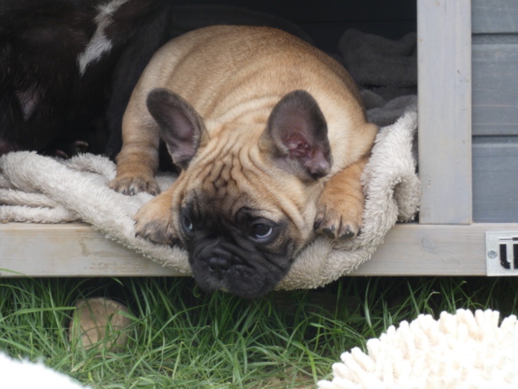 De La Longère Du Geai Normand - Chiots disponibles - Bouledogue français
