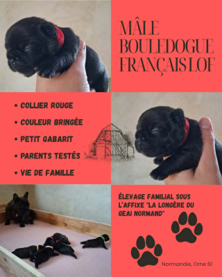 Bébé Rouge