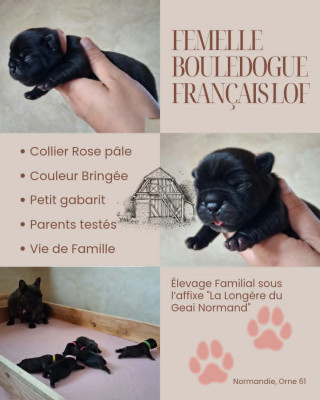 Bébé Rose Pâle
