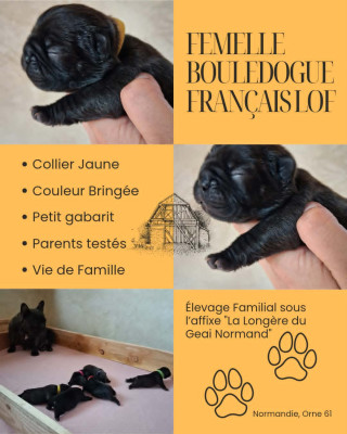 Bébé Jaune
