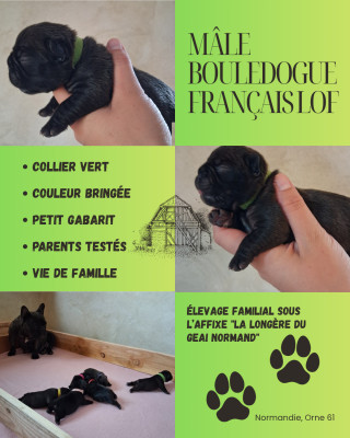 Bébé Vert